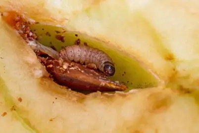 Codling moth