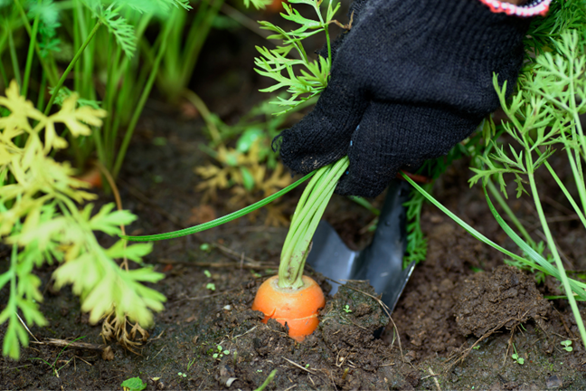 person wearing black gloves pulling up a mature carrot by the stems