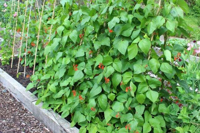 Scarlet Runner Beans growing up a bamboo teepee