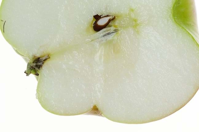 Image above: damage caused by Apple Dimpling Bug (image courtesy of Denis Crawford)