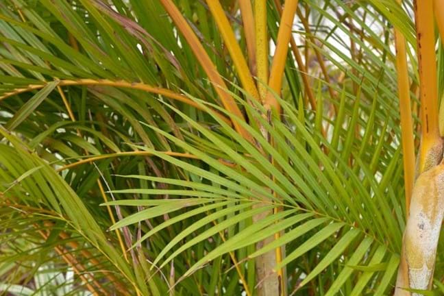 close up of the trunks and crown shaft of several golden cane palm showing deep yellow-gold 