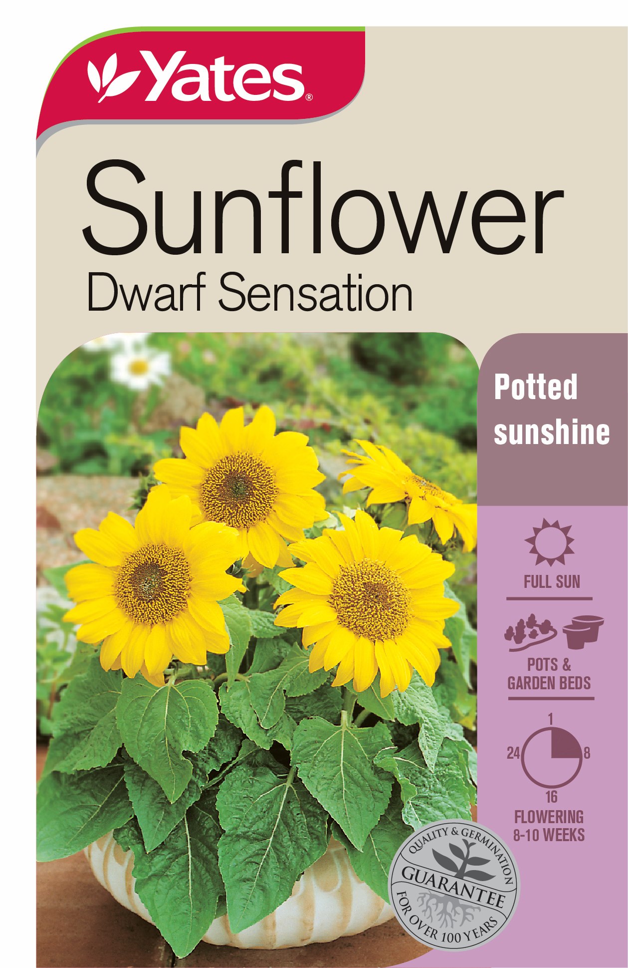 Sunflower Dwarf Sensation | Garden Seeds Yates Australia