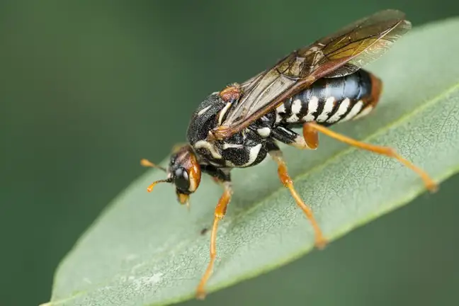 Sawfly 800X451px Credit Denis Crawford