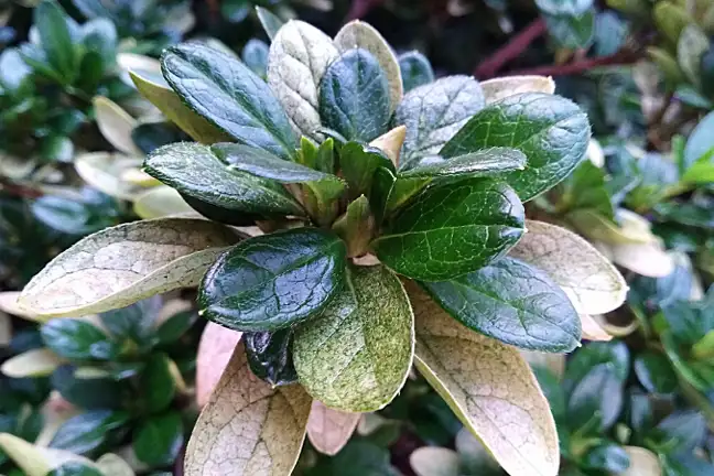 Azalea Lace Bug 800X451px LS ED (2)