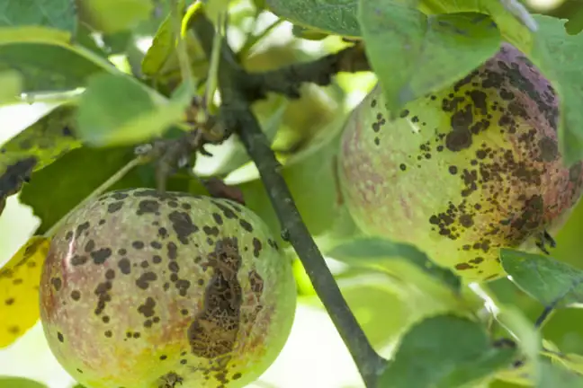 Disease Applescab