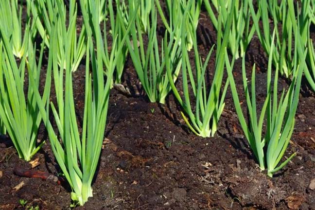 Spring Onion Garden Bed Vegetable Patch 800X451px LS