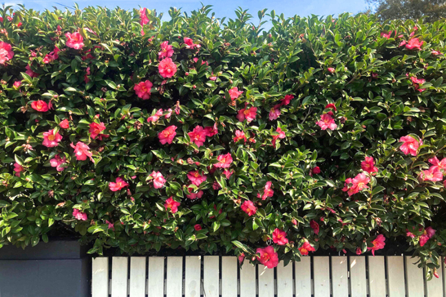 2 m+ tall camellia sasanqua hedge in full flower (pink) growing next top a white picket fence