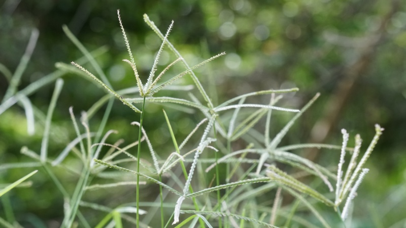 Weeds in store grass