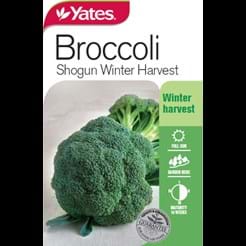 Broccoli Shogun Winter Harvest