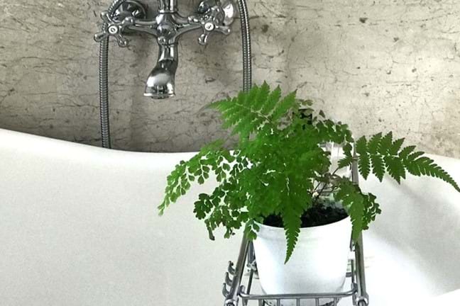 fern in a white pot sitting in a rack across a bath