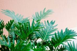 how to grow philodendron xanadu