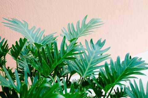 How to Grow Philodendron