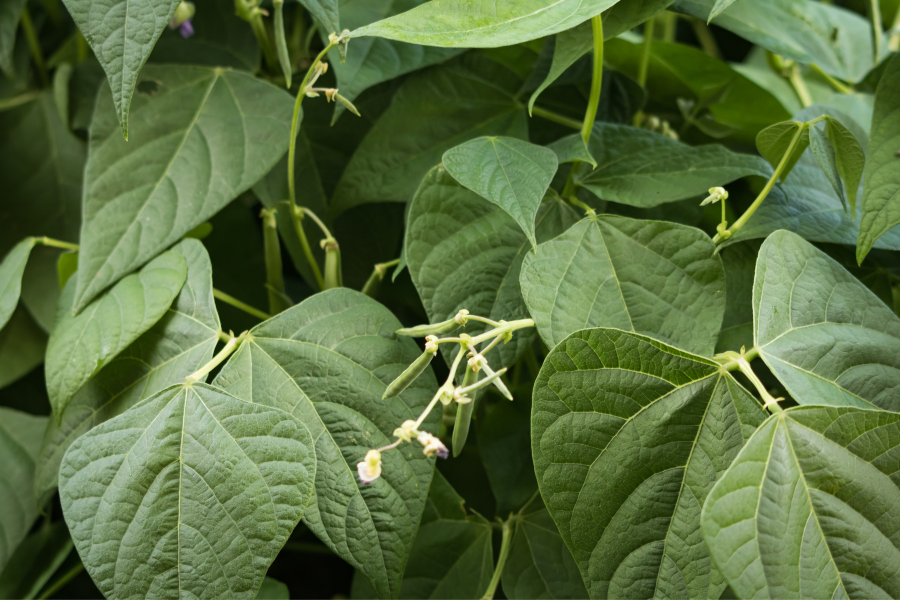 Heirloom Beans Dwarf Brown Beauty Seeds