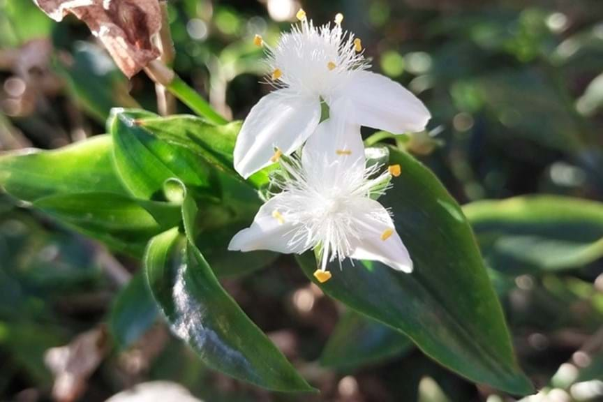 Wandering Trad Flowers