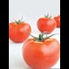 28865_tomato-improved-apollo_result.jpg (1)