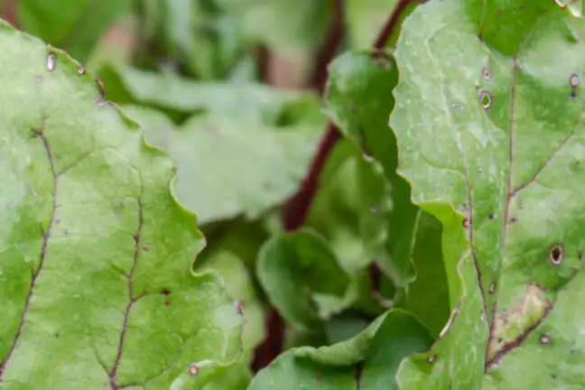 Diseases Cercospora Leaf Spot