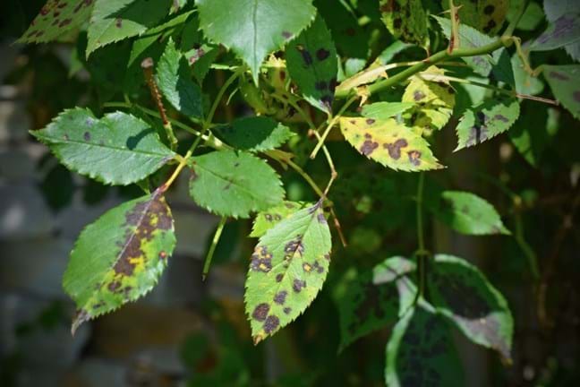 Black Spot on Rose leaves