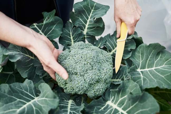 Harvesting broccoli head with a knife