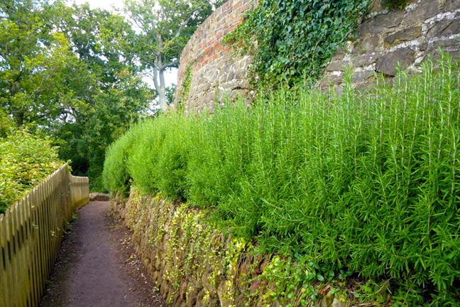 multi-level stone retaining wall with a long and thin garden bed filled with a rosemary hedge