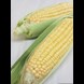 51691_sweet-corn-early-chief_1_result.jpg (2)