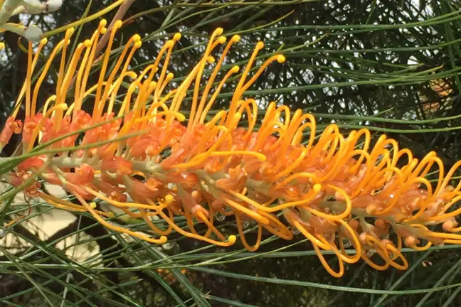 Grevillea 'Honey Gem'