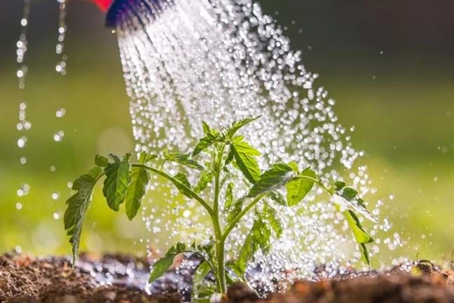 Young Tomato Plant Planted In The Ground Watered Watering Can 800X451px LS