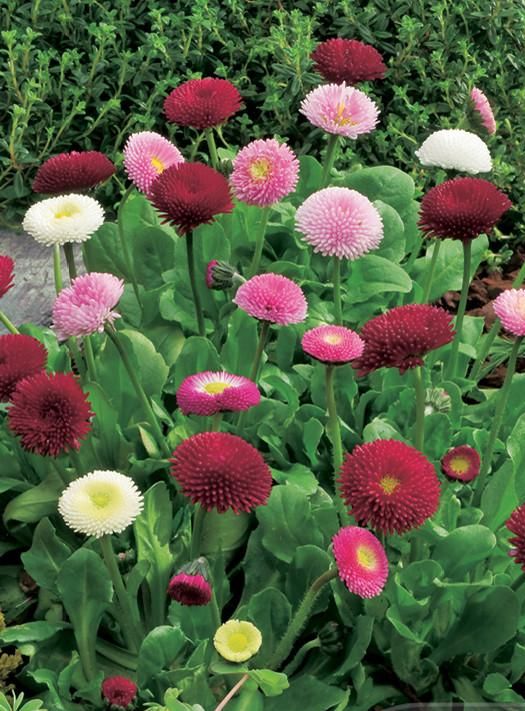 How to Plant and Grow English Daisy