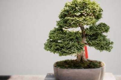 How to look after your bonsai