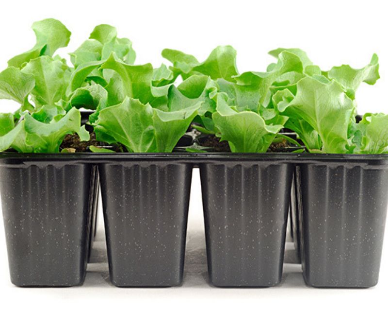 Growing Vegetables in Containers | Yates Gardening