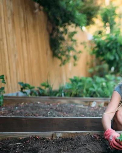 Top 5 Vegies to Grow in Autumn