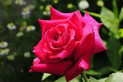 Types of roses