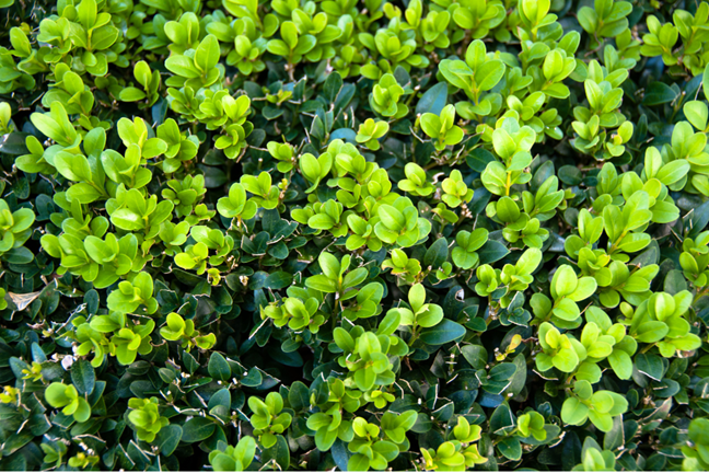 lime coloured new growth on a buxus sempervirens English box hedge
