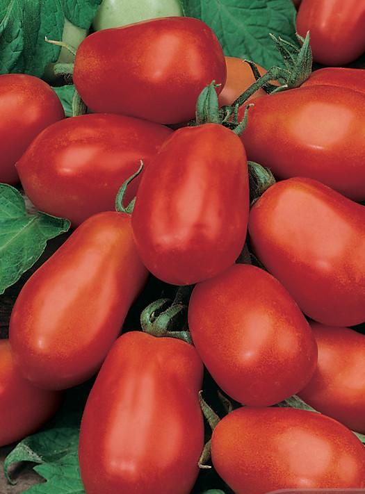 Tomato Roma | Garden Seeds Yates Australia