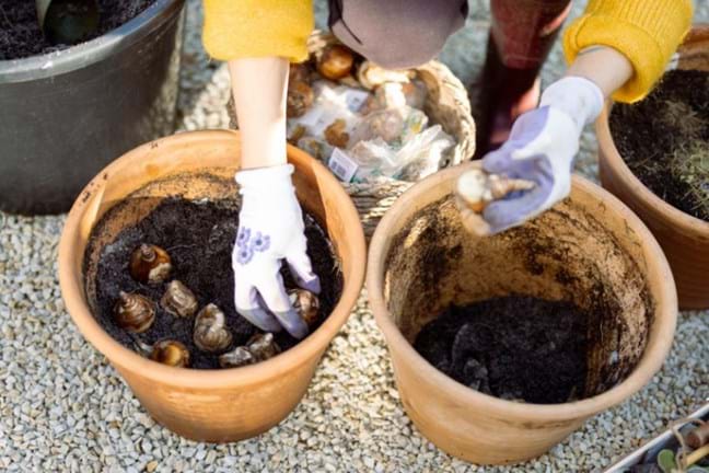 Planting bulbs in pots