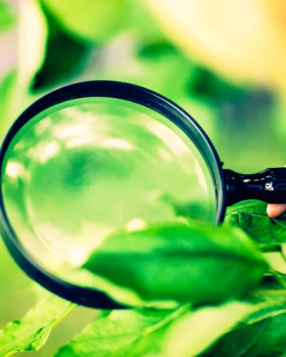 How to Diagnose Common Problems of Plants