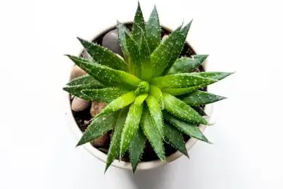 Aloe Vera