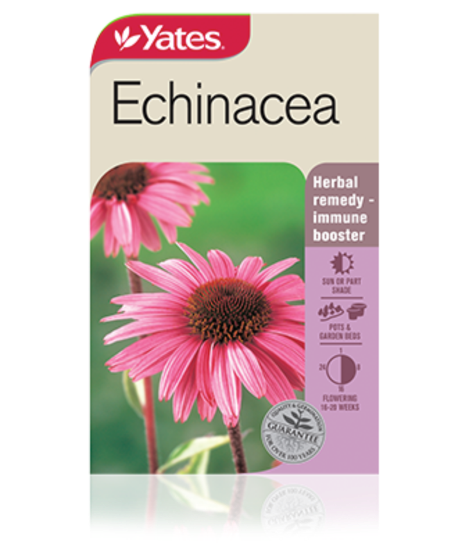 Echinacea 