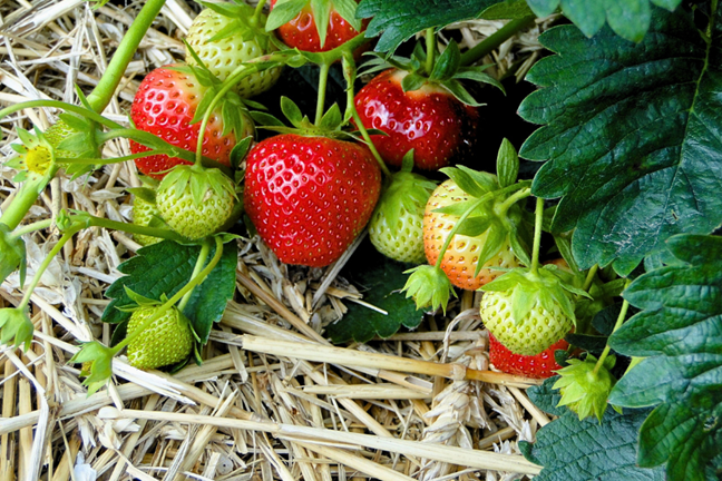 fruiting strawberry plants with fruits laying on sugarcane mulch