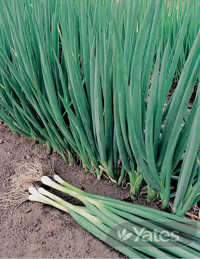 Spring Onion (Organic) | Yates Seeds for Gardens