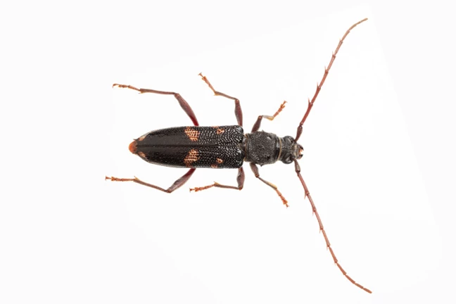 Image above: Adult Longicorn Beetle (Image courtesy of Denis Crawford)