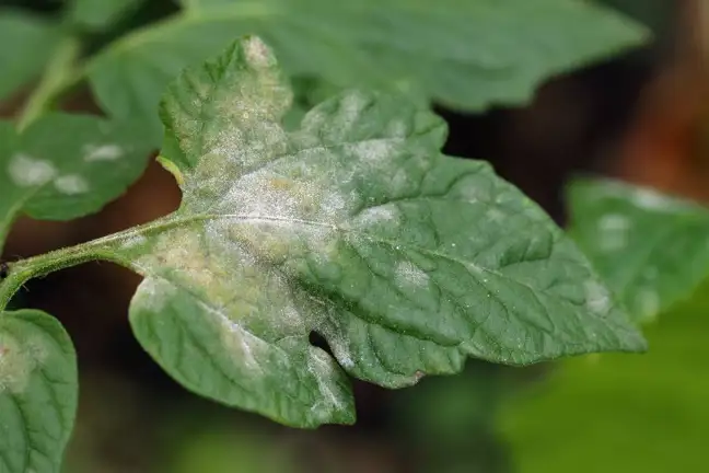 Powdery Mildew on Tomato leaves