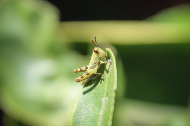 The Giant Grasshopper Nymph 800 451 Px