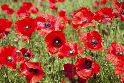 Plant poppies for remembrance