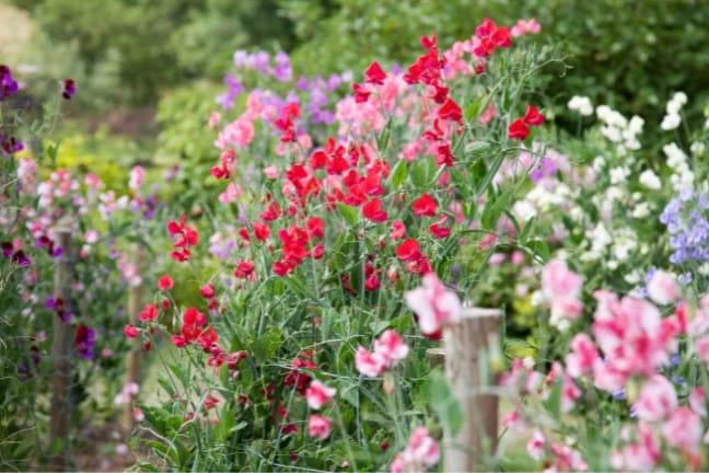 various coloured sweet peas growing wildly in a garden next to a path with timber posts
