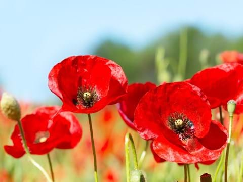 How to Grow Poppy