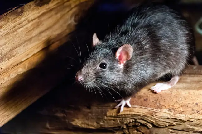 black rat rattus rattus