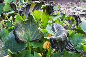 Frost Protection in Your Garden