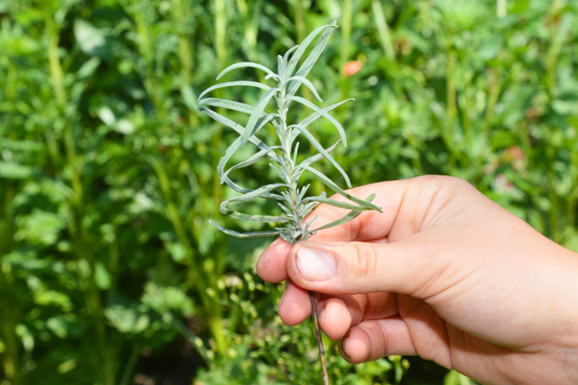 person holding a lavender cutting ready for propagation