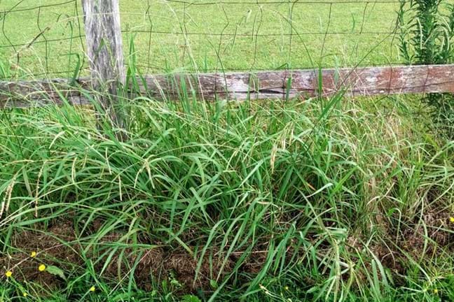 paspalum weed growing next to a timber fence