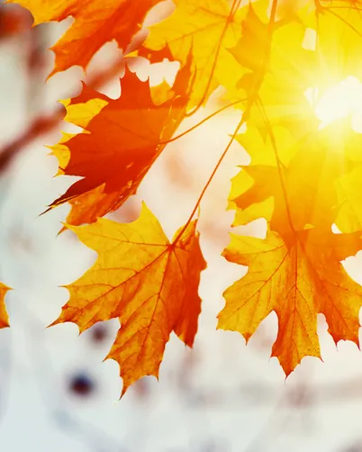 Autumn Gardening Essentials